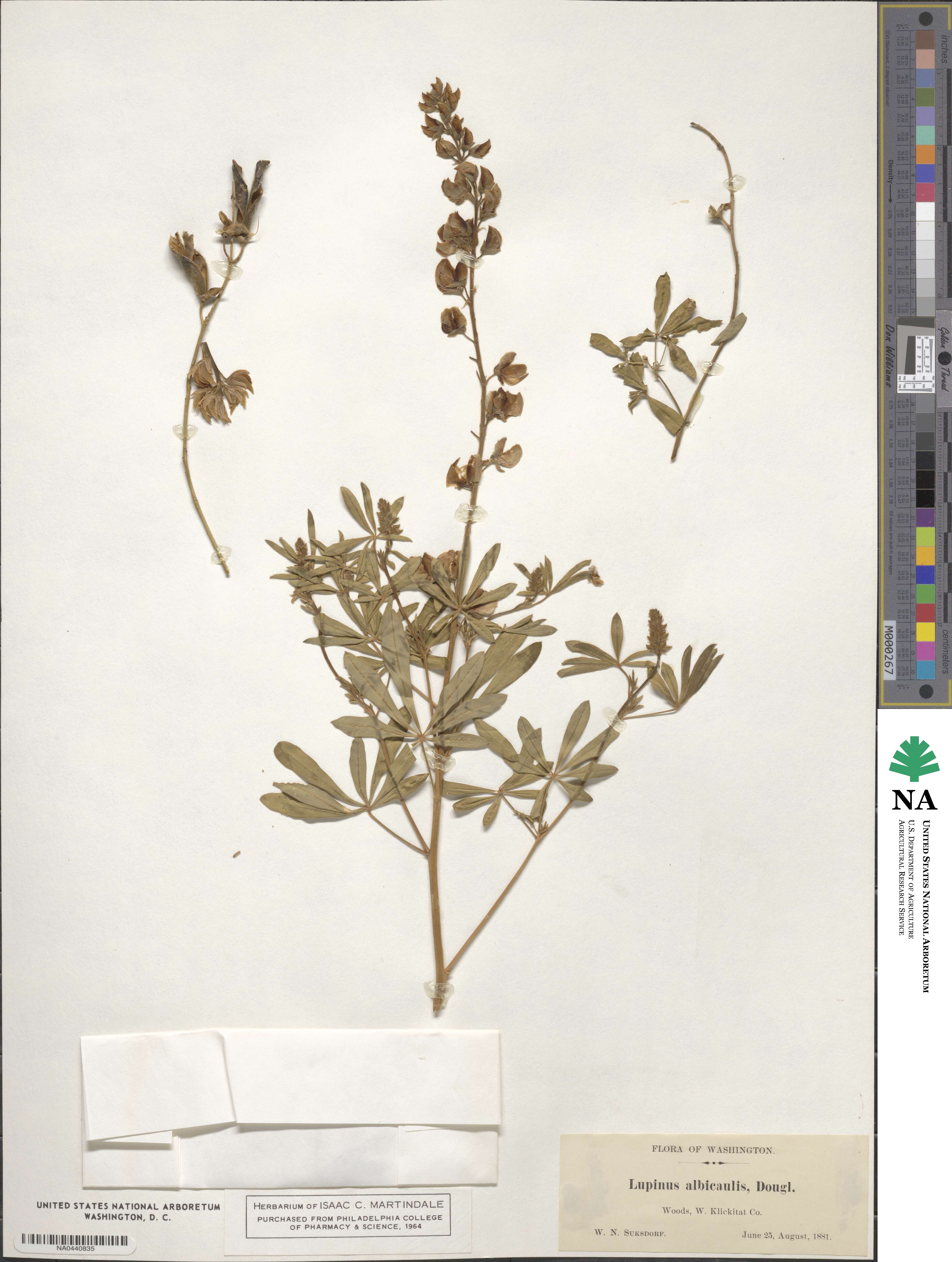 Lupinus albicaulis image