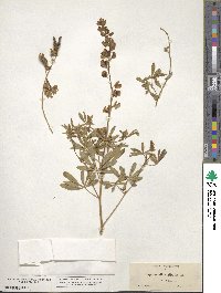 Lupinus albicaulis image