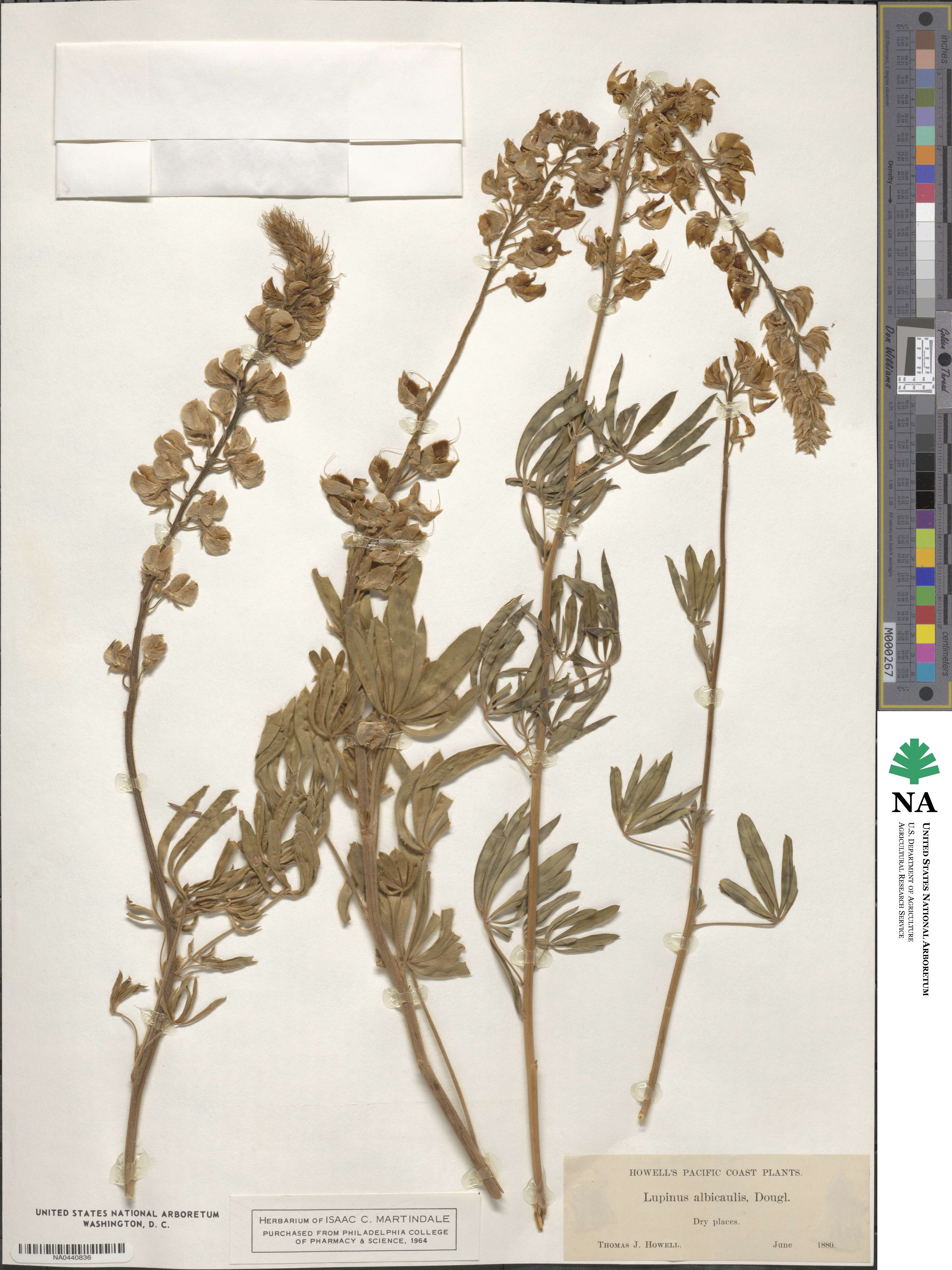 Lupinus albicaulis image