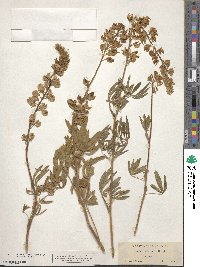 Lupinus albicaulis image