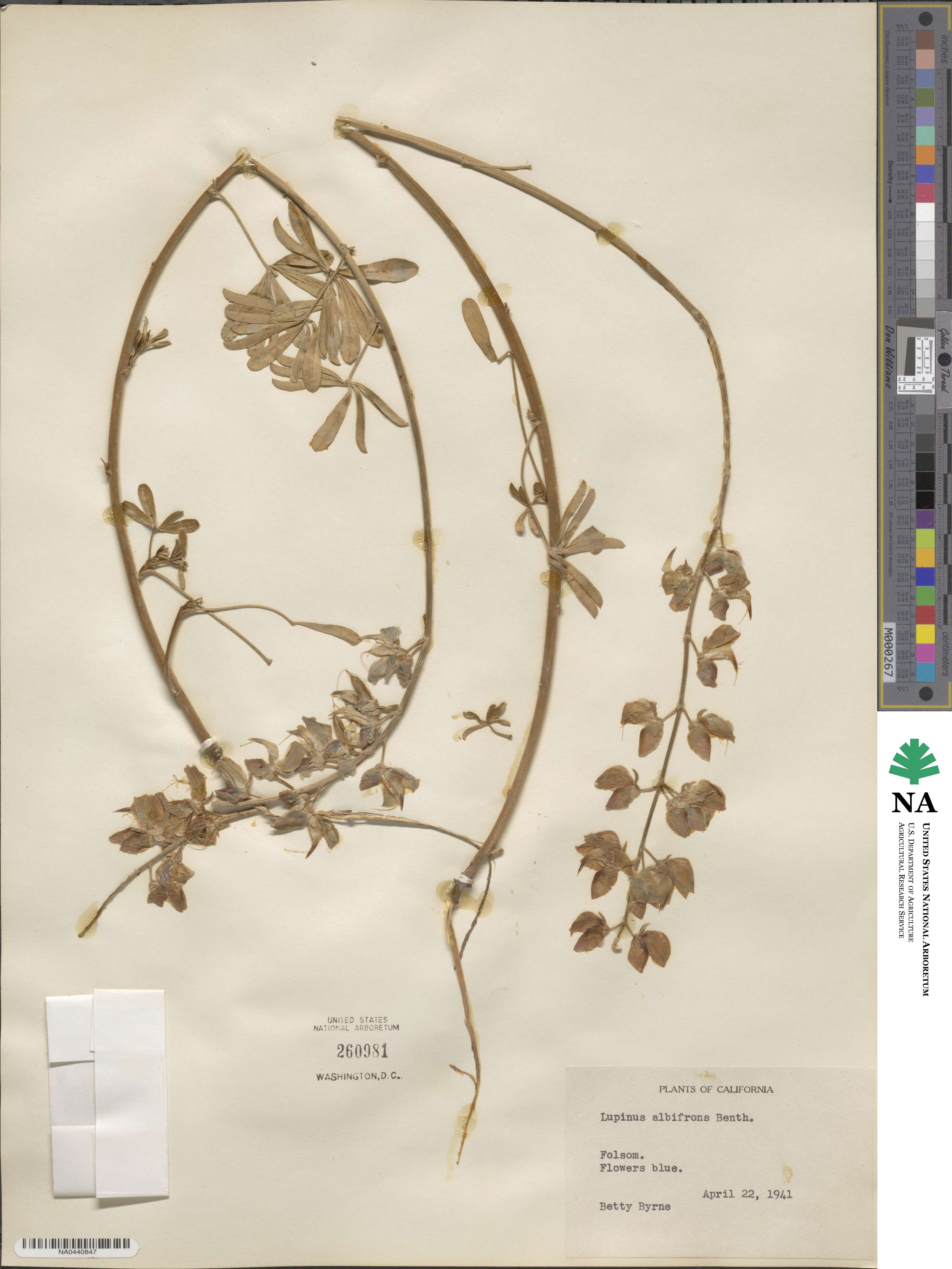 Lupinus albifrons image