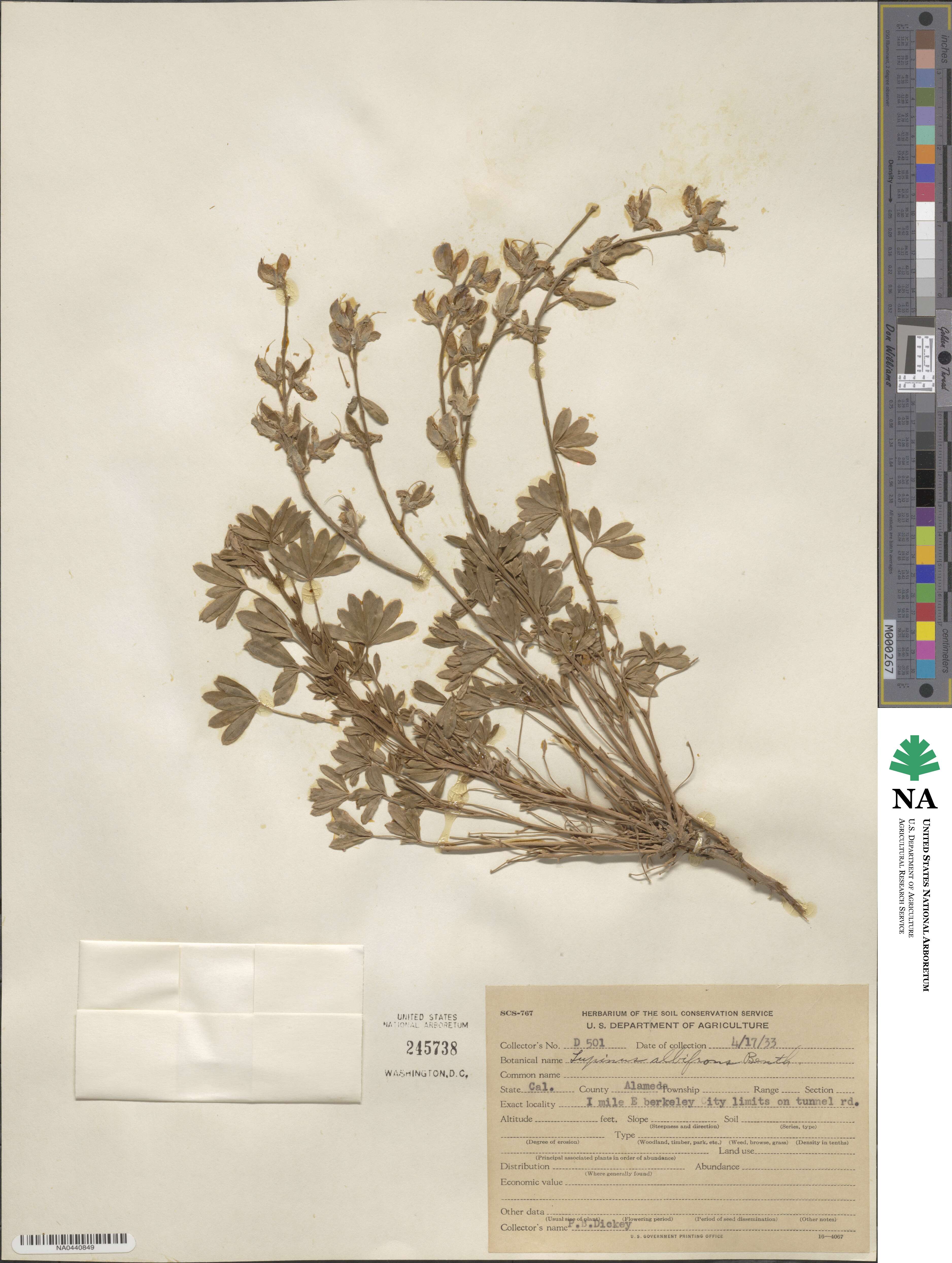 Lupinus image