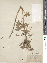 Lupinus albus image