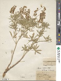 Lupinus argenteus image