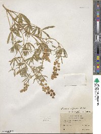 Lupinus argenteus image