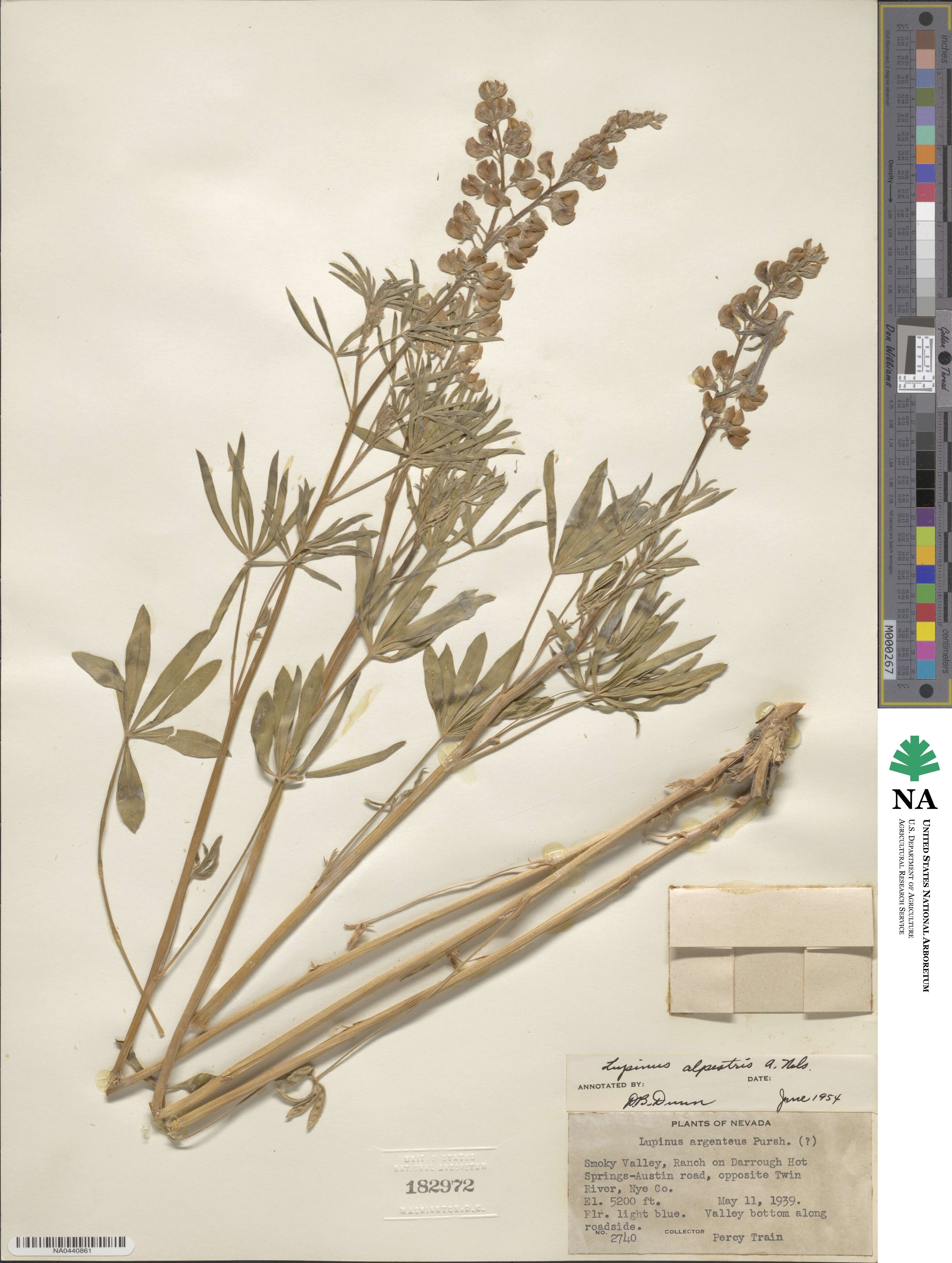 Lupinus argenteus var. rubricaulis image