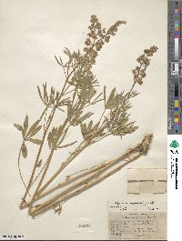 Lupinus argenteus image