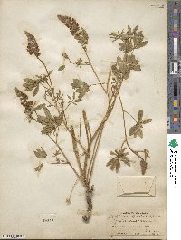 Lupinus argenteus image