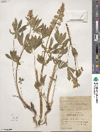 Lupinus argenteus var. rubricaulis image