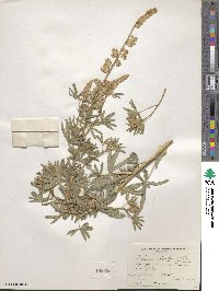 Lupinus argenteus var. rubricaulis image