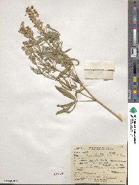 Lupinus argenteus var. rubricaulis image