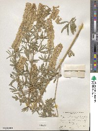 Lupinus argenteus image