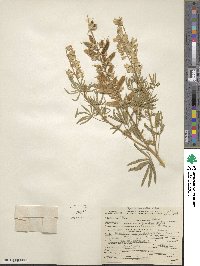 Lupinus argenteus image