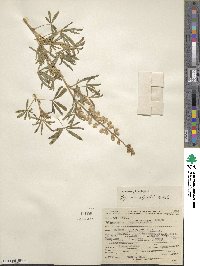 Lupinus argenteus var. rubricaulis image