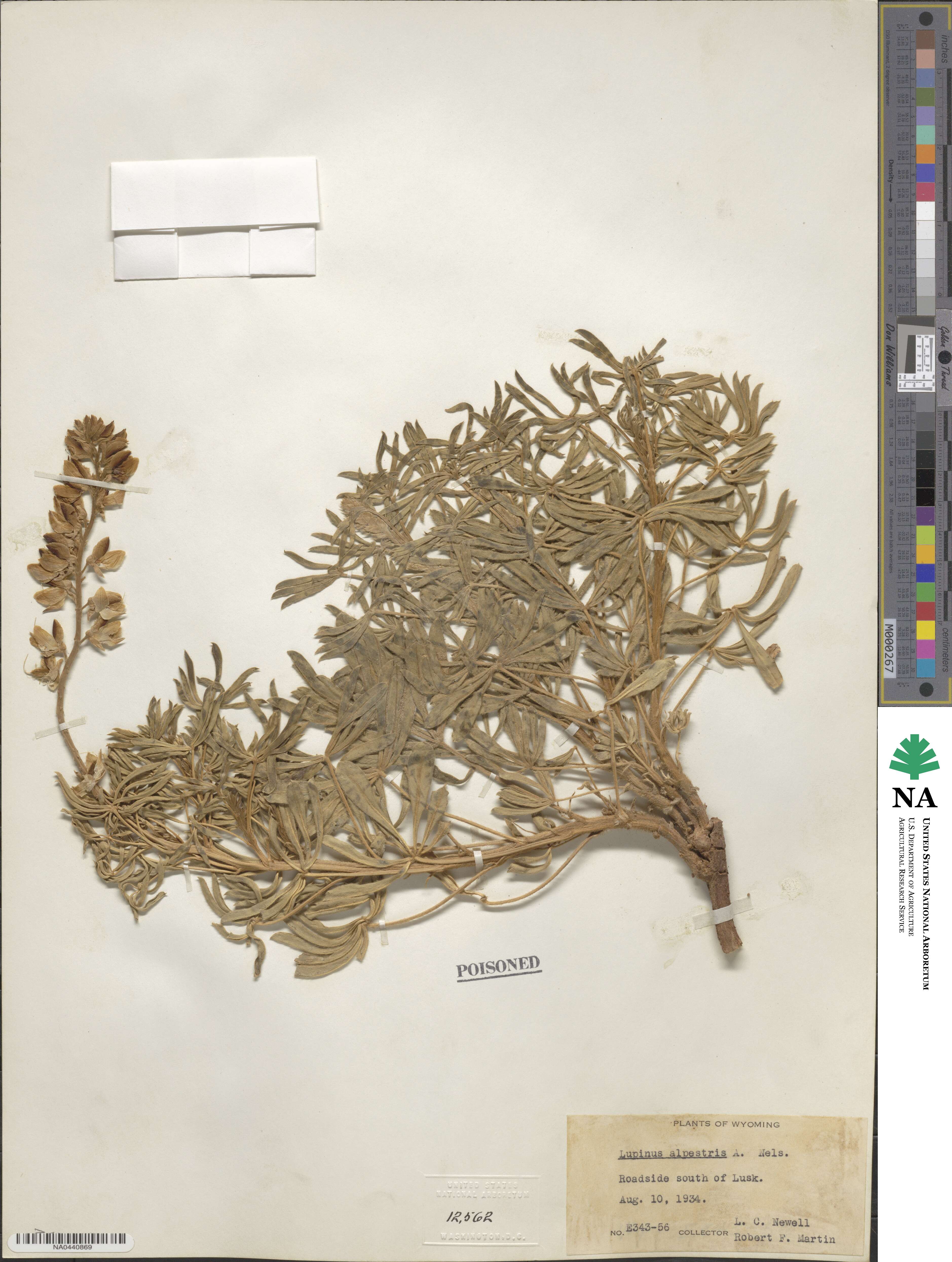 Lupinus argenteus var. rubricaulis image