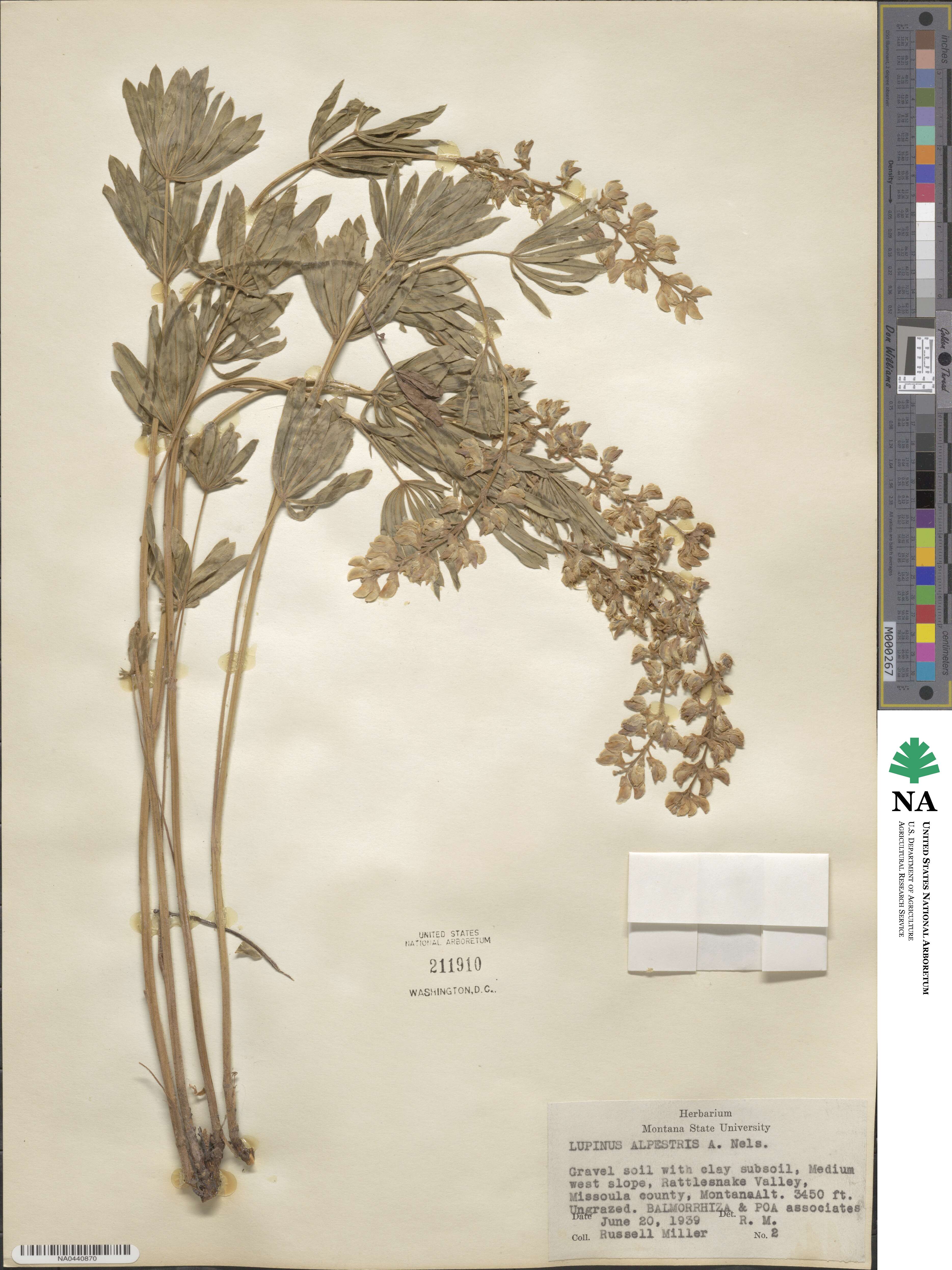 Lupinus argenteus var. rubricaulis image