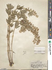 Lupinus argenteus var. rubricaulis image