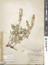 Lupinus argenteus var. rubricaulis image