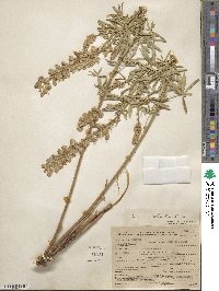 Lupinus argenteus var. rubricaulis image