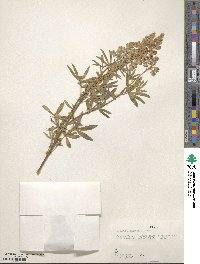 Lupinus argenteus var. rubricaulis image