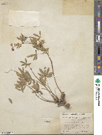 Lupinus argenteus var. rubricaulis image