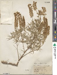 Lupinus argenteus var. rubricaulis image