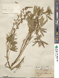 Lupinus argenteus var. rubricaulis image