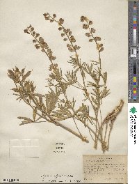 Lupinus argenteus var. rubricaulis image