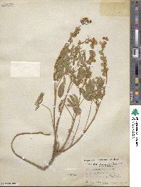 Lupinus argenteus var. rubricaulis image