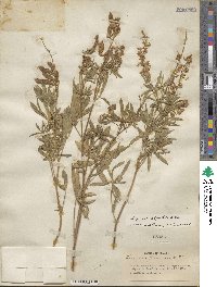 Lupinus argenteus var. rubricaulis image