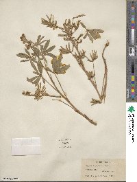 Lupinus argenteus var. rubricaulis image