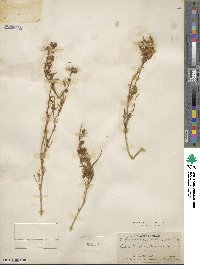 Lupinus argenteus var. rubricaulis image