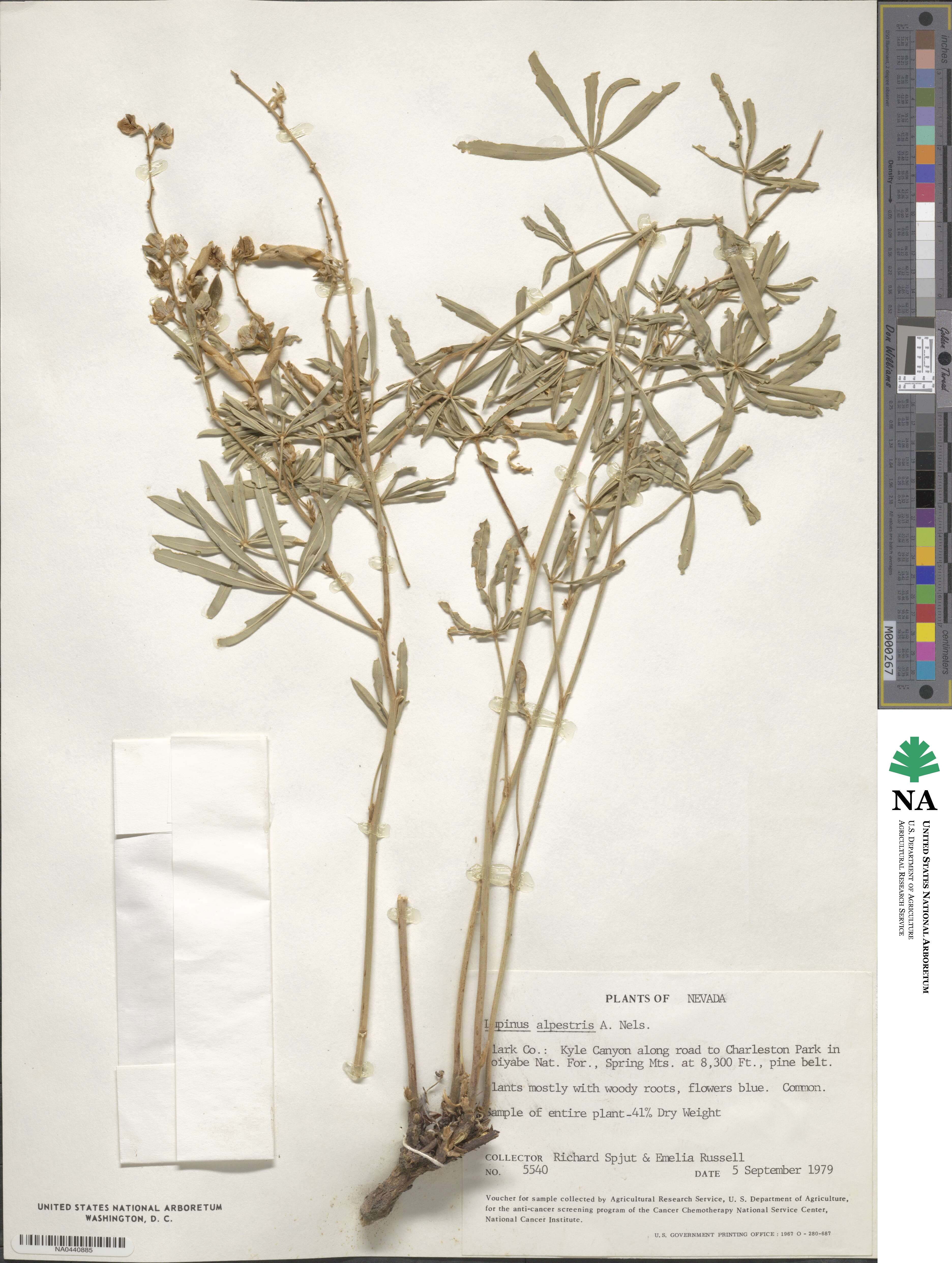 Lupinus argenteus var. rubricaulis image