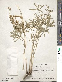 Lupinus argenteus var. rubricaulis image