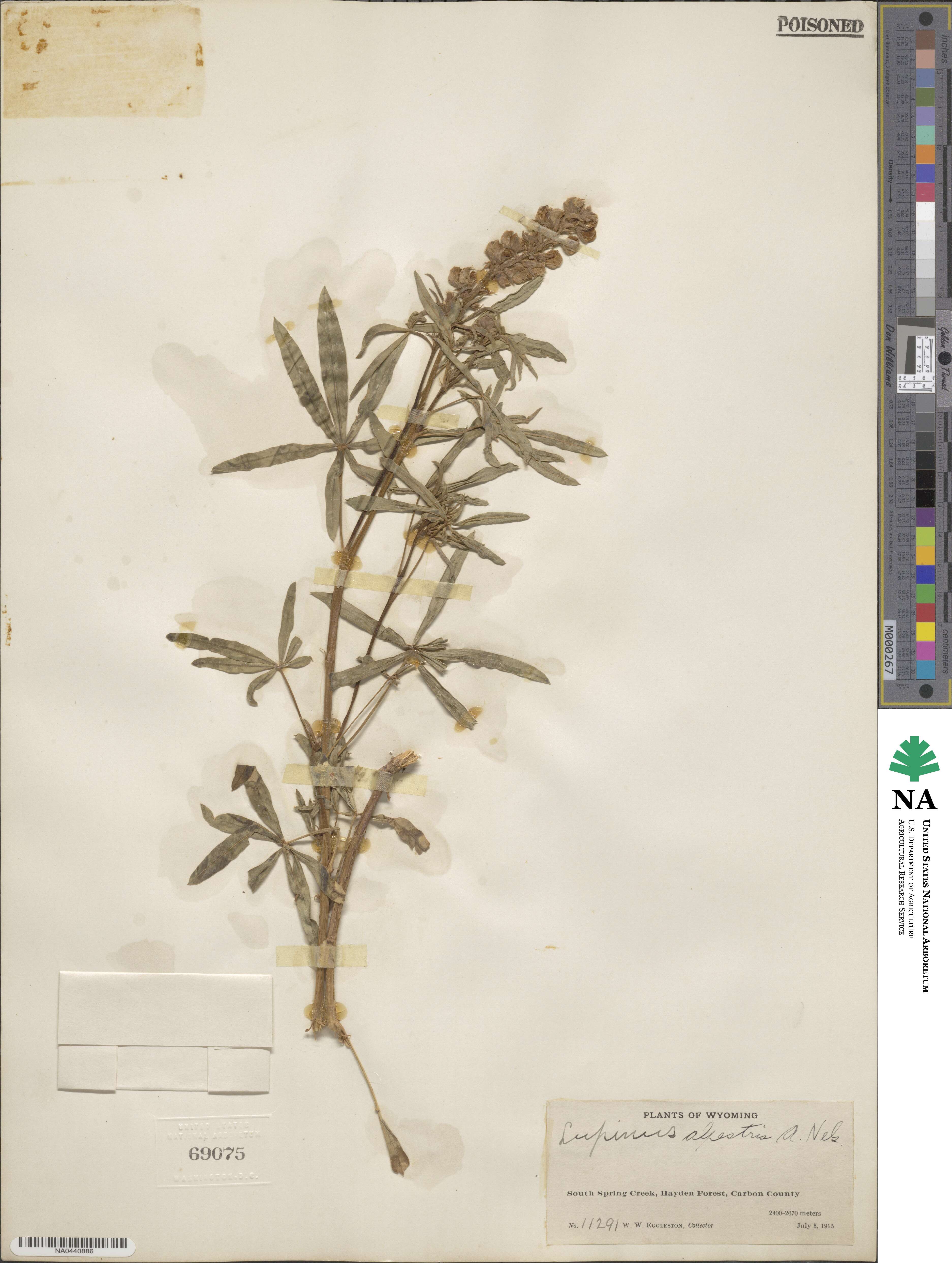 Lupinus argenteus var. rubricaulis image