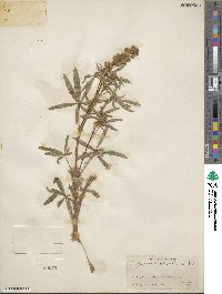 Lupinus argenteus image