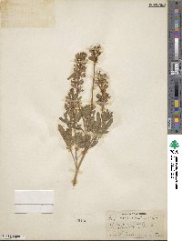 Lupinus argenteus var. rubricaulis image