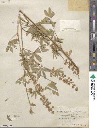 Lupinus argenteus var. rubricaulis image