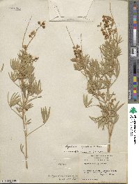 Lupinus argenteus var. rubricaulis image