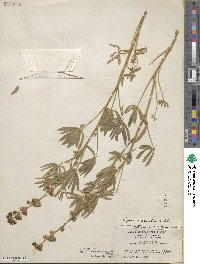 Lupinus argenteus image