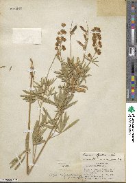 Lupinus argenteus var. rubricaulis image