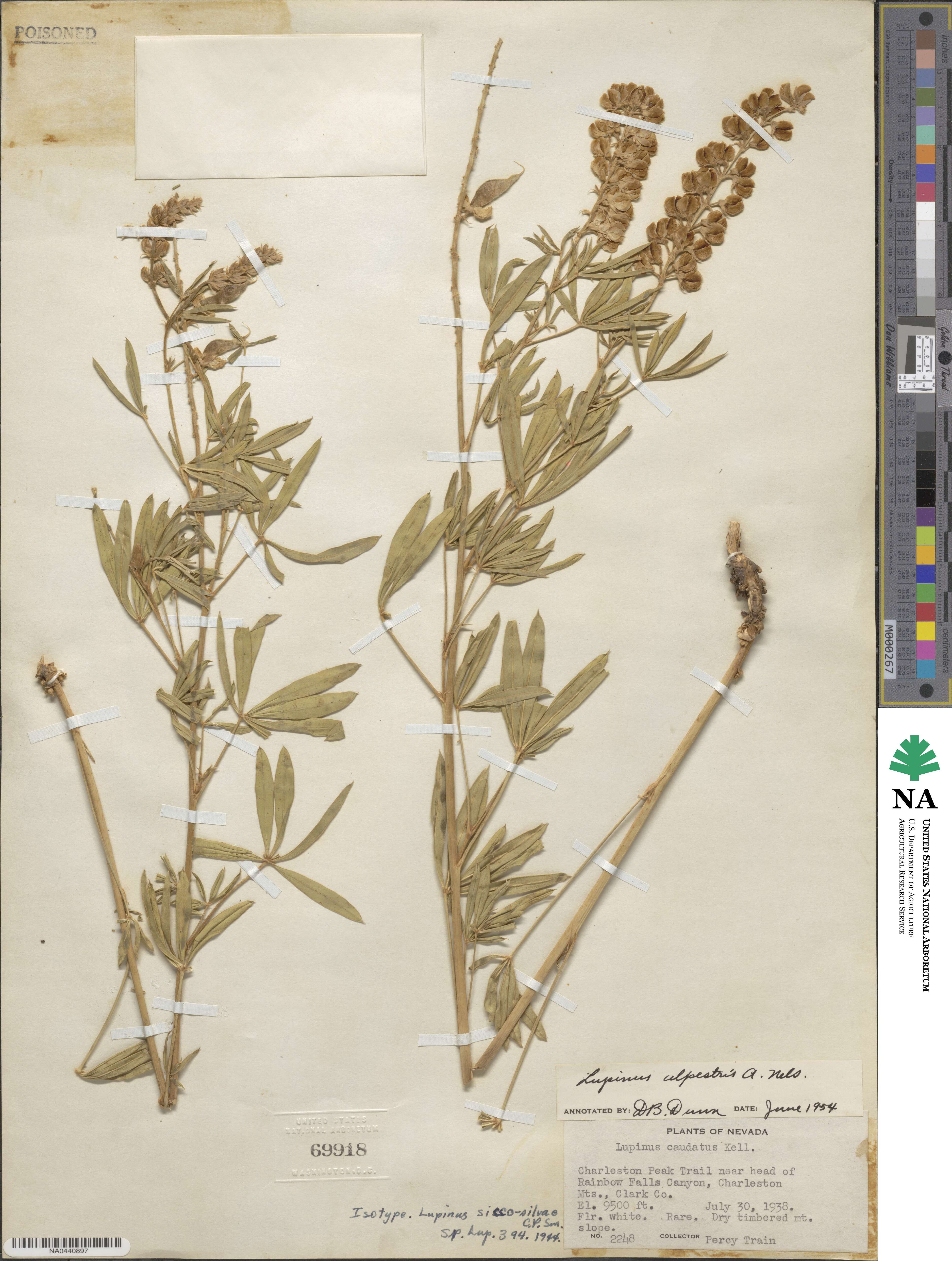Lupinus argenteus var. rubricaulis image