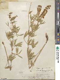 Lupinus argenteus var. rubricaulis image