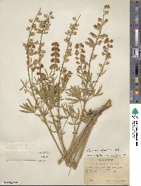 Lupinus argenteus var. rubricaulis image