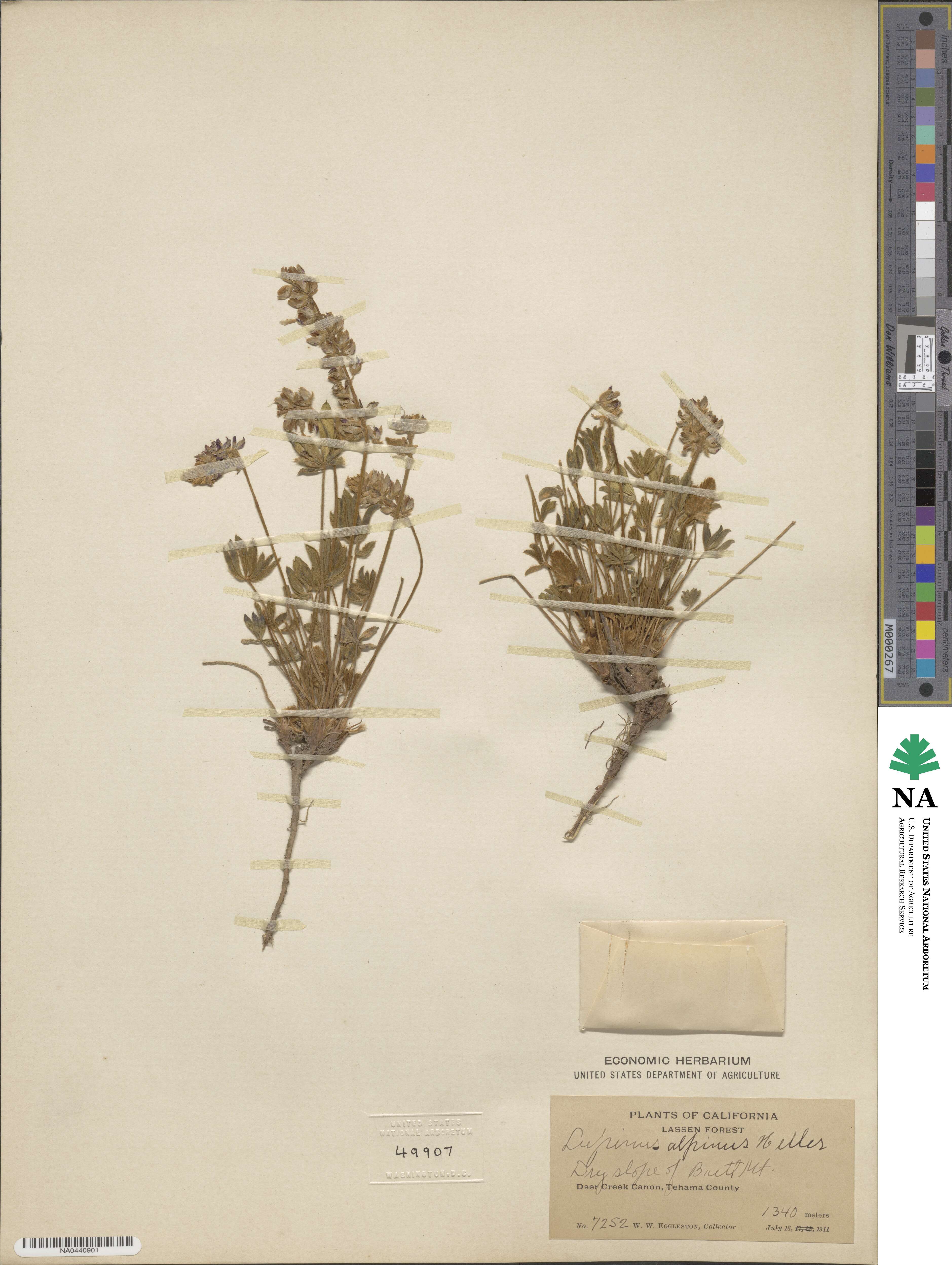 Lupinus lyallii subsp. lyallii image