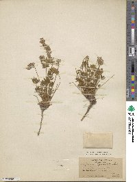 Lupinus lyallii image