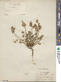 Lupinus lyallii image