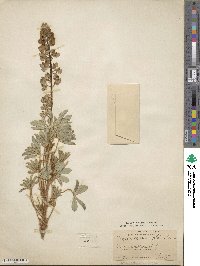 Lupinus ammophilus image