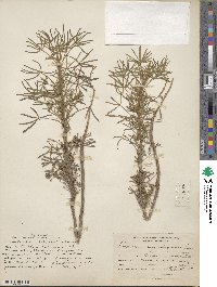 Lupinus angustifolius image