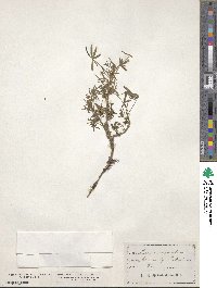 Lupinus angustifolius image